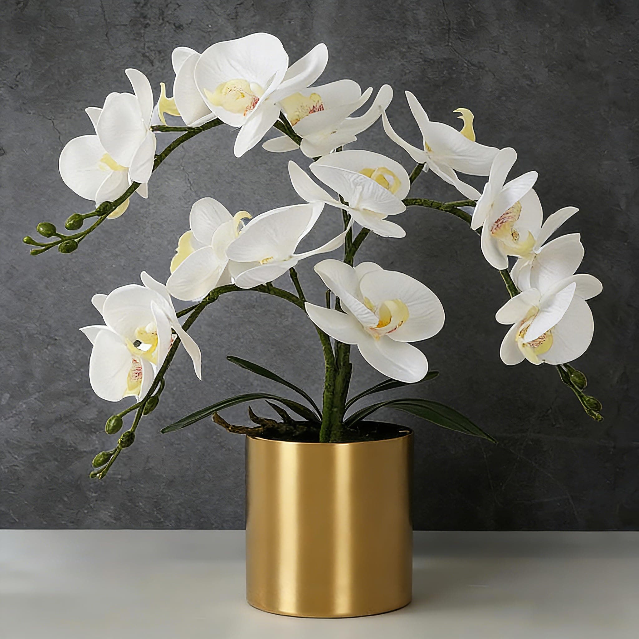 Potted Orchid