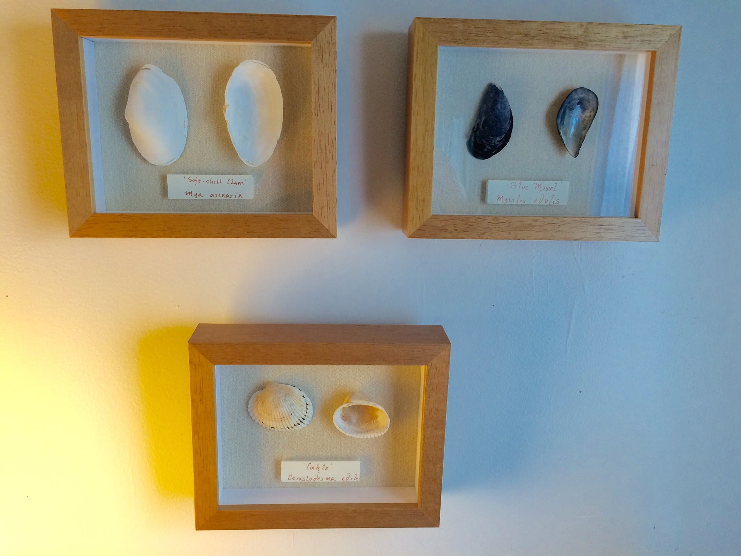 3 Shell Shadow Boxes with Scientific and Common Name Plate Framed Cape Cod Shells Blue Mussel Cockle Soft Shelled Clam in Natural Wood Frames Mounted on Beige Linen Mat Board